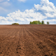 farrow ground grass crop