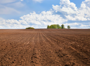 farrow ground grass crop